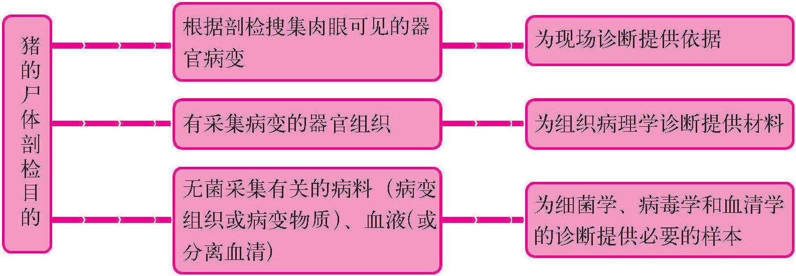 三、豬尸體剖檢技術